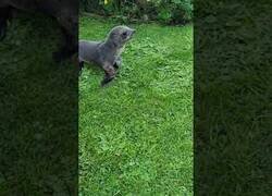 Enlace a Ayudando a una foca bebé a volver a casa