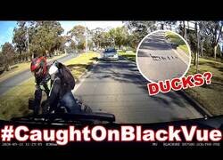 Enlace a Familia de patos cruzando la carretera provocan un accidente. ¿Quién tiene la culpa?