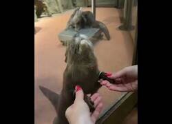 Enlace a Nada más relajante que tocar las manitas de una nutria