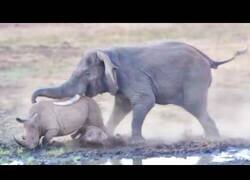 Enlace a Cuando se encuentran un elefante y un rinoceronte