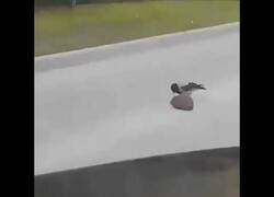 Enlace a Un pájaro mete prisa a un erizo para cruzar la carretera