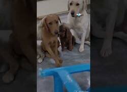 Enlace a Perros delatan al culpable de haber mordido la silla