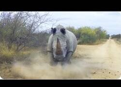 Enlace a Un rinoceronte carga contra un coche