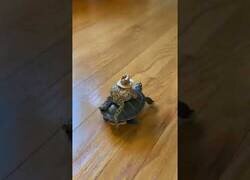 Enlace a El vídeo que puede hacer que tu día mejore considerablemente