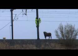 Enlace a Un toro se cuela en las vías del AVE durante unas fiestas patronales