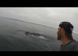 Enlace a Cuando te encuentras una ballena azul haciendo paddlesurf