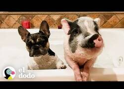 Enlace a Un perro y un cerdo son como hermanos