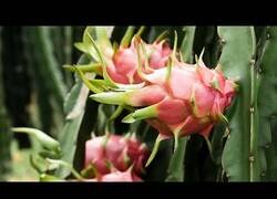 Enlace a Tecnologías de cultivo y cosecha de varios cultivos agrícolas