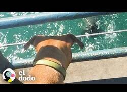 Enlace a El Pitbull que adora visitar leones marinos