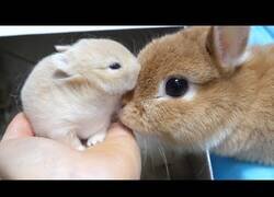 Enlace a Hermosa mamá coneja dio a luz a un bebé demasiado lindo