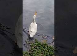 Enlace a Una mariposa hace enfadar a un pato
