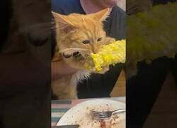 Enlace a El gato que adoraba el maíz