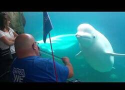 Enlace a Beluga escucha con atención a un violinista