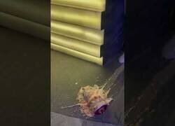 Enlace a Ya se veía que esa tarta no iba a acabar bien