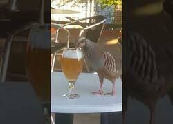 Enlace a Graban a una perdiz bebiendo cerveza