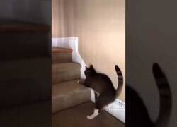 Enlace a Gato borracho intenta subir unas escaleras