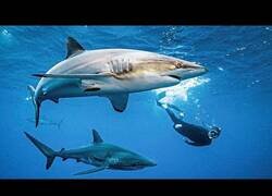 Enlace a Islas de Revillagigedo: El tesoro oculto del Pacífico