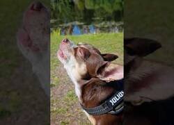Enlace a Un chihuahua canta bajo el sonido de una harmonica