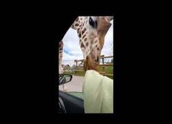 Enlace a Encuentro cercano con una jirafa