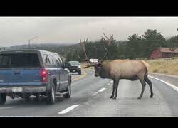 Enlace a Un alce desafía a un coche