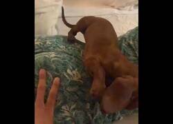 Enlace a Culo veo, culo quiero...