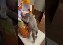 Enlace a El perro al que siempre pillan comiendo pero le da igual