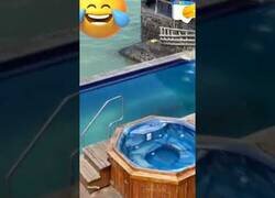 Enlace a Una foca sale del mar para bañarse en una piscina y echar a un hombre de su tumbona