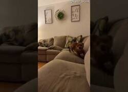 Enlace a Un gato y un perro hacen parkour por toda la casa