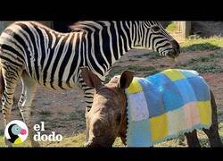 Enlace a Así crecen juntas una pequeña cebra y una pequeña rinoceronta