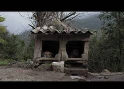 Enlace a Así es la vida de los perros de caza en España