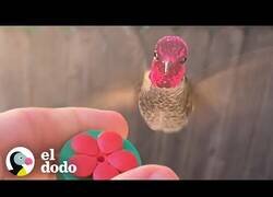 Enlace a Mi nuevo mejor amigo es un colibrí