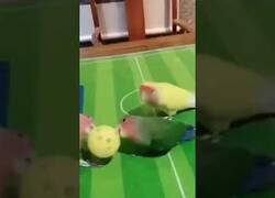 Enlace a Tan solo unos loros jugando a básket