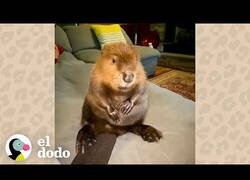 Enlace a El castor al que le gustaba navegar en kayak