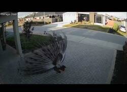 Enlace a Cuando tienes un pavo real esperándote en la puerta de tu casa