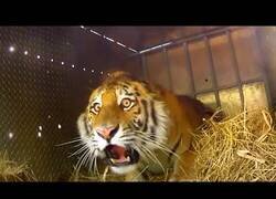 Enlace a Animales siendo liberados por primera vez