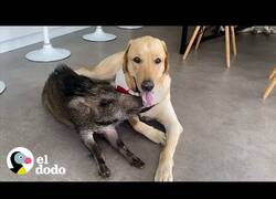 Enlace a El jabalí que creía ser un cachorro