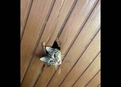 Enlace a El gato de El Resplandor