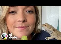 Enlace a Así es cuidar de un pequeño dragón