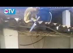 Enlace a Mono borracho de ron con cuchillo en mano busca problemas en un bar de Brasil