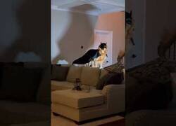 Enlace a Con todos ustedes... ¡BatDog!