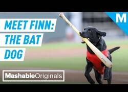Enlace a El perro que jugaba en un equipo de béisbol