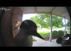 Enlace a Un pájaro toca el timbre de una puerta