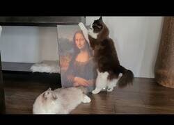 Enlace a ¿A los gatos les gusta el arte?