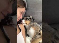 Enlace a Mi objetivo en la vida es encontrar a alguien que me mire como este perro mira a su dueña