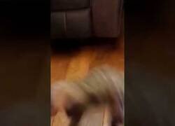 Enlace a Gato VS Percha