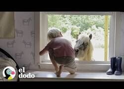 Enlace a Así es crecer junto a un pony