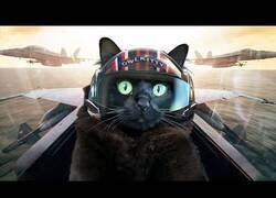 Enlace a Top Gun pero con un gato