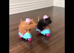 Enlace a Apasionante carrera de cobayas