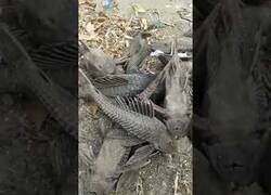 Enlace a Peces zombies: Parecen muertos pero reviven con un pequeño sorbo de agua