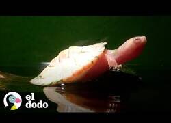 Enlace a Viendo crecer a una pequeña tortuga con el corazón expuesto